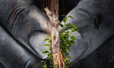 全球超30萬件投稿，2022榮耀手機影像計劃年度大獎今日揭曉