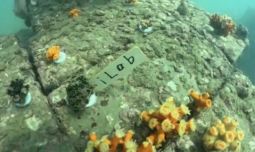第四屆珊瑚衛士：世界海洋日，iLab打響珊瑚保衛戰！